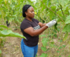 Prélèvement de légumes en plantation pour analyse de résidus pesticide, © P. Assalé, CSRS