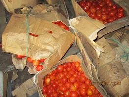 Conditionnement de la tomate pour le transport, © V. Bancal, Cirad